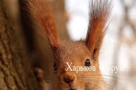 106832589aa91225848.webp