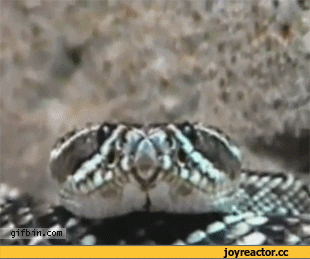 108849e0b6ea8a4d1c.gif