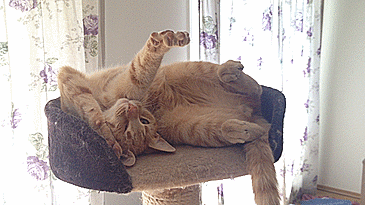 1090150a21089383b10e526.gif