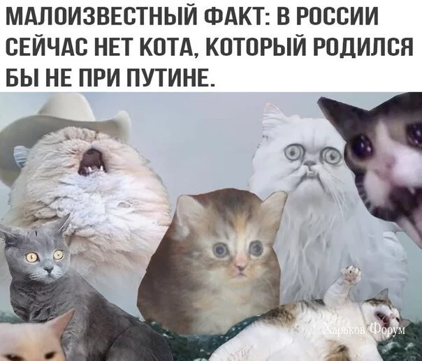 10efc029c568bfeb5.webp