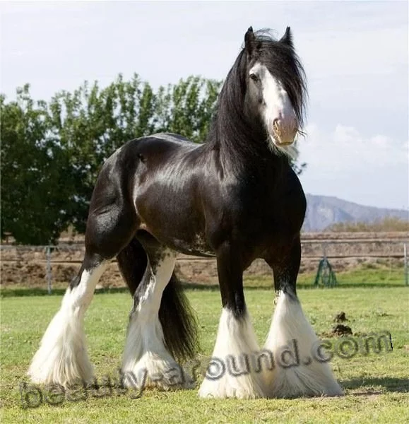 10shair.webp