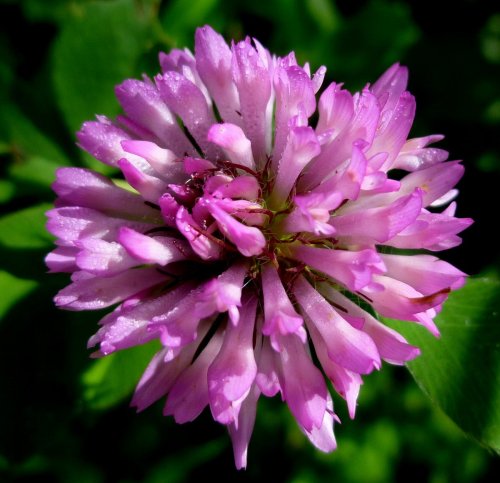 11-red-clover.jpg