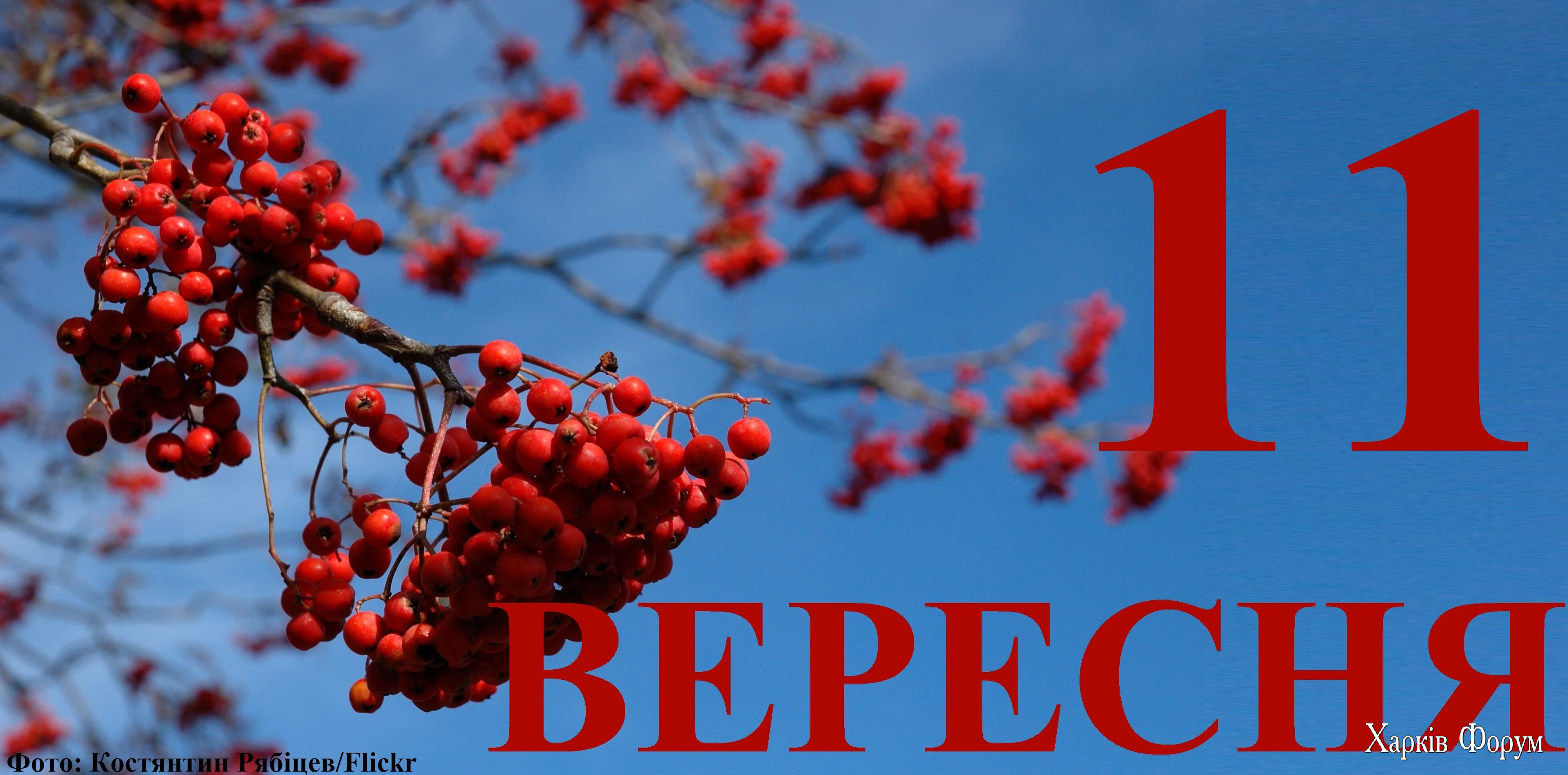 11-VERESNYA.webp