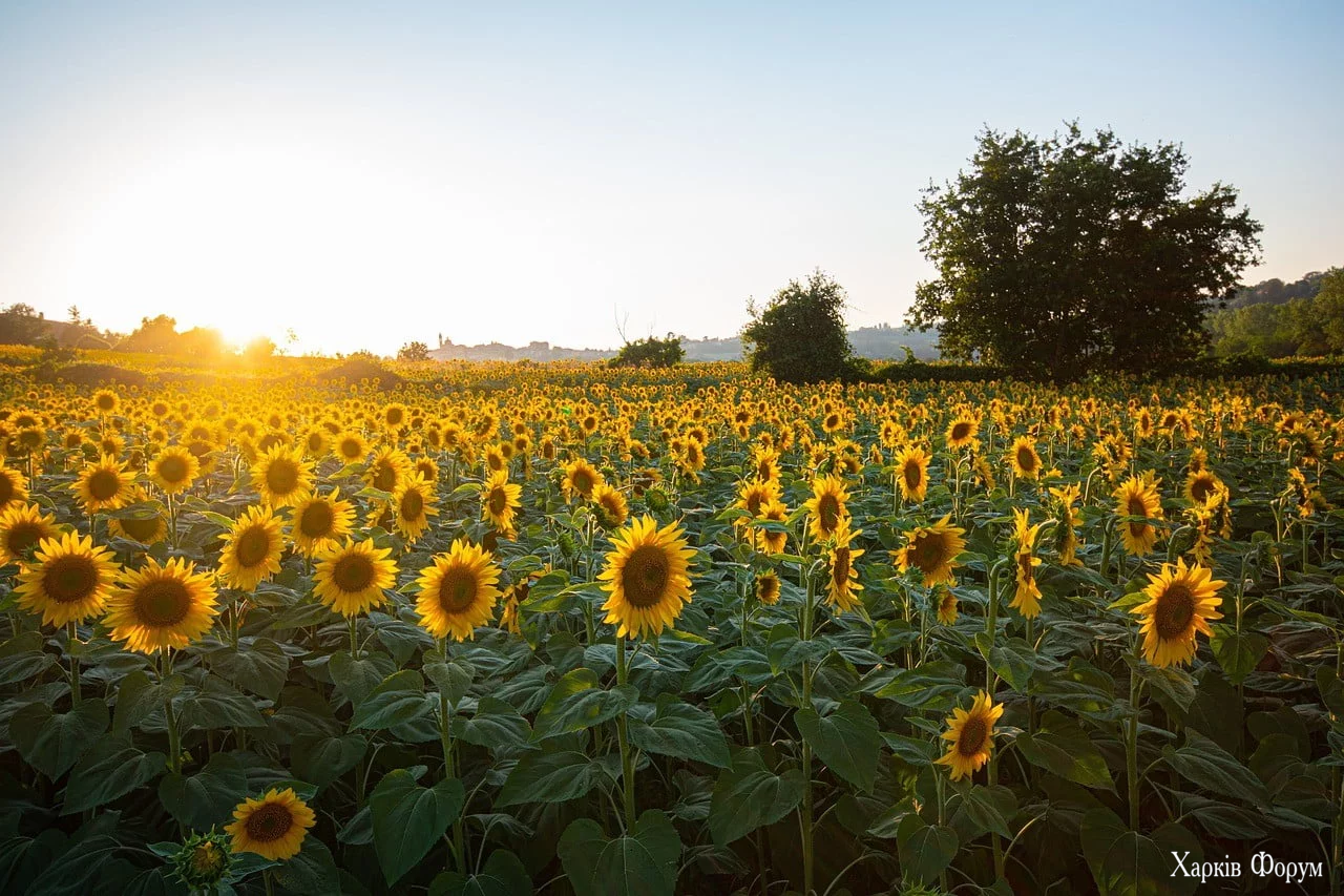 111sunflowers-6007847_1280.webp