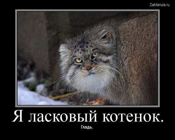 1121.webp