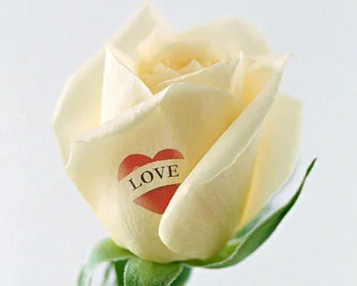 1143.webp