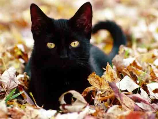 1146.webp