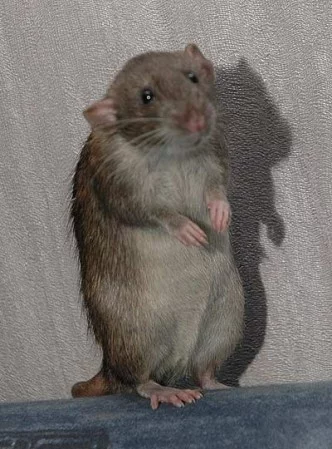 1177151280_home_rodents_002.webp