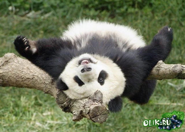 1191271656_0lik.ru_0lik.ru_panda_27.webp