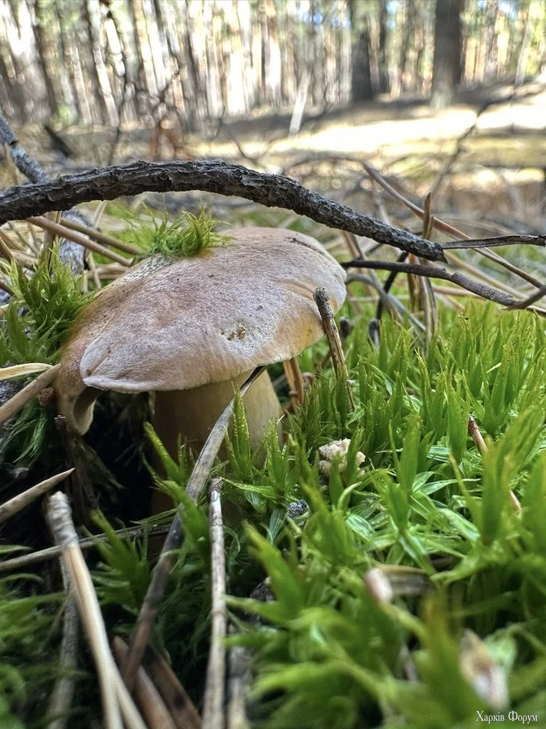 грибы Харьковщина