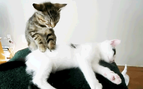 11f759b4c291a32ab68a.gif