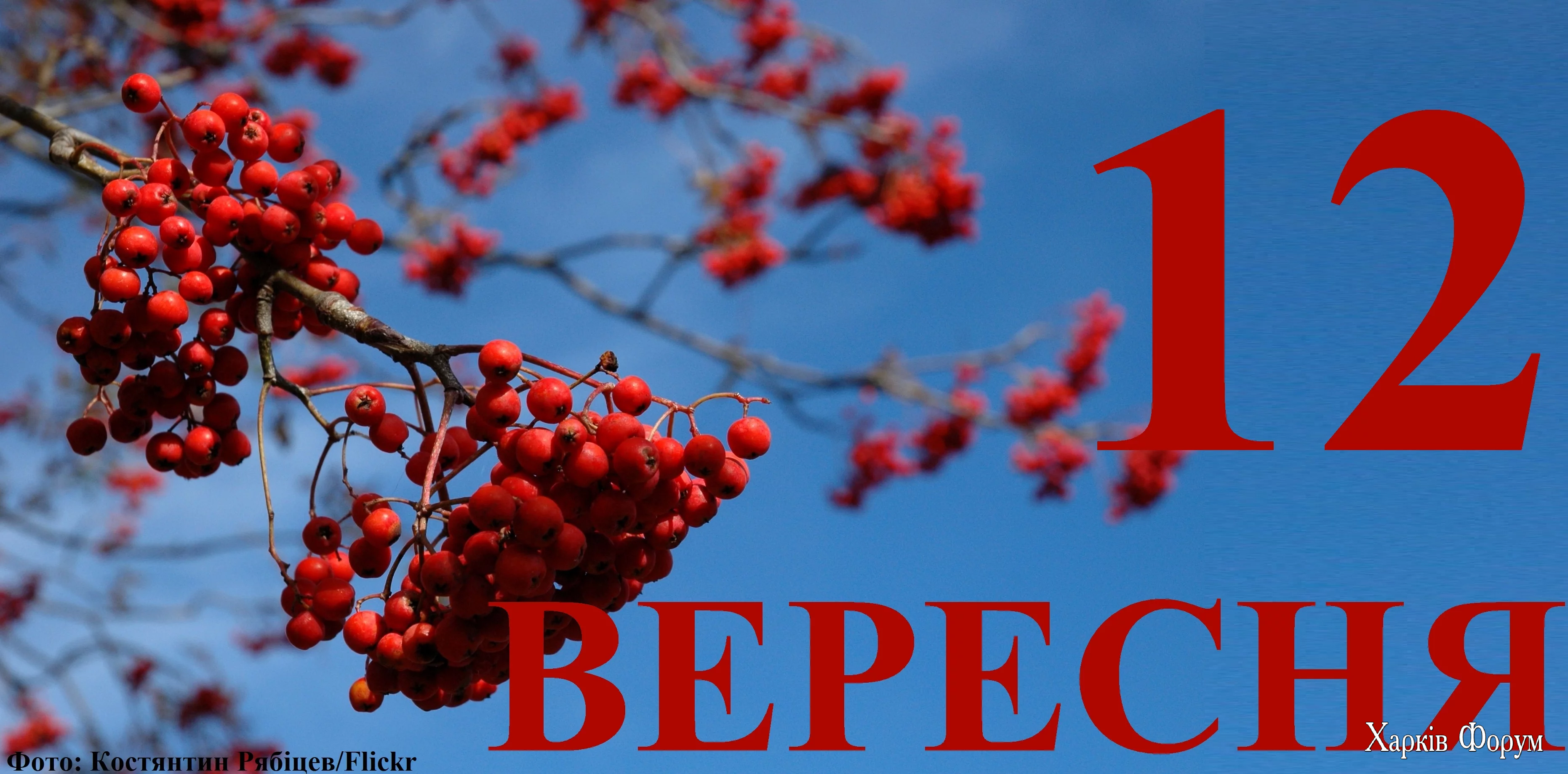 12-VERESNYA.webp