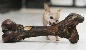 1201466763_kost.webp