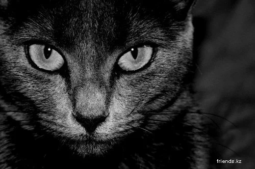 1214992434_3f584cbcgd8.webp