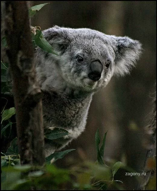1216232407_013_koalla.webp