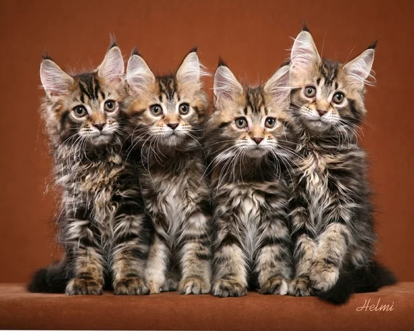 1216803042_maine_coon_kittens.webp