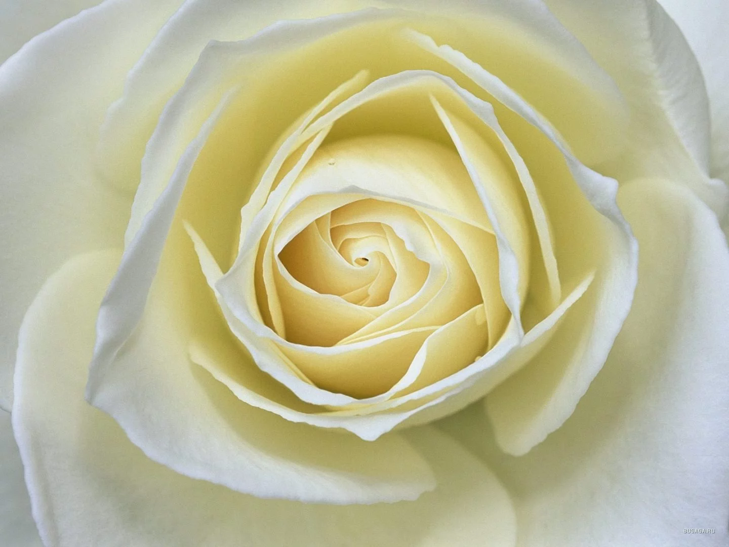 1222601259_39_flowers_wallpapers.webp