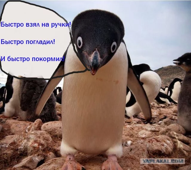 1244478.webp
