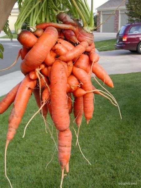 1248296507_005_carrot.webp