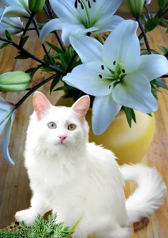 1250632719.webp
