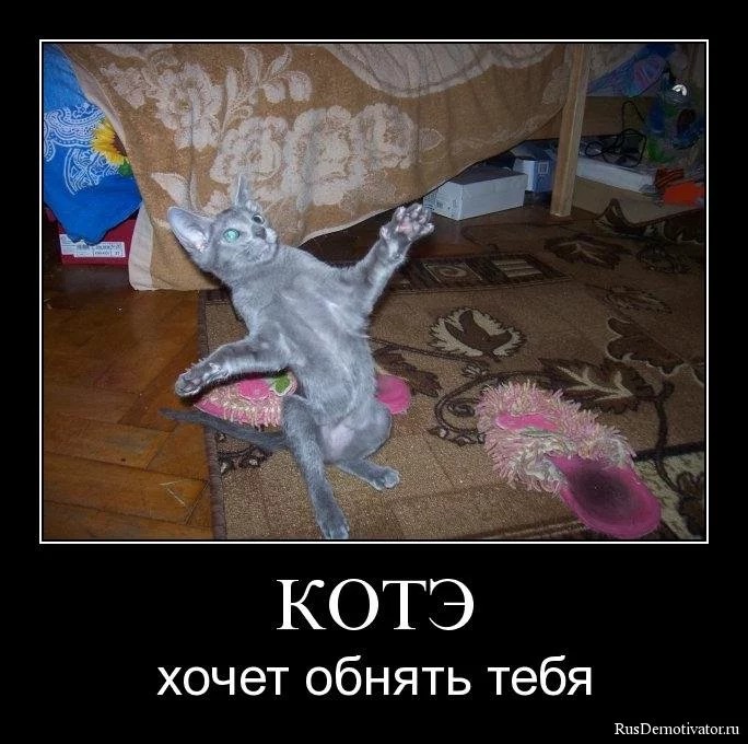 1261077700_8qyr0j8nlv41.webp