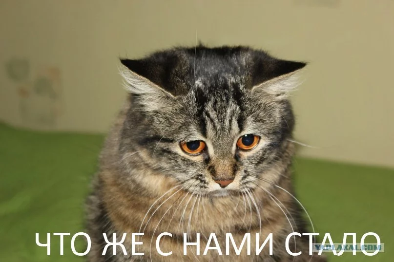 1263127.webp