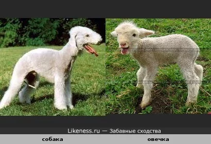 1263915935.webp