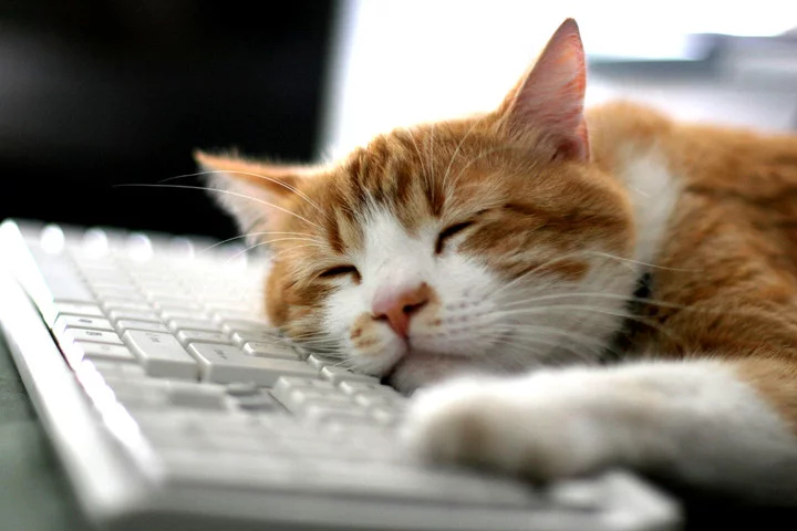 127595996_2609978fd8_b.webp