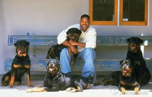 1278240389_1251787022_1251742214_celebrity_pets_16.webp