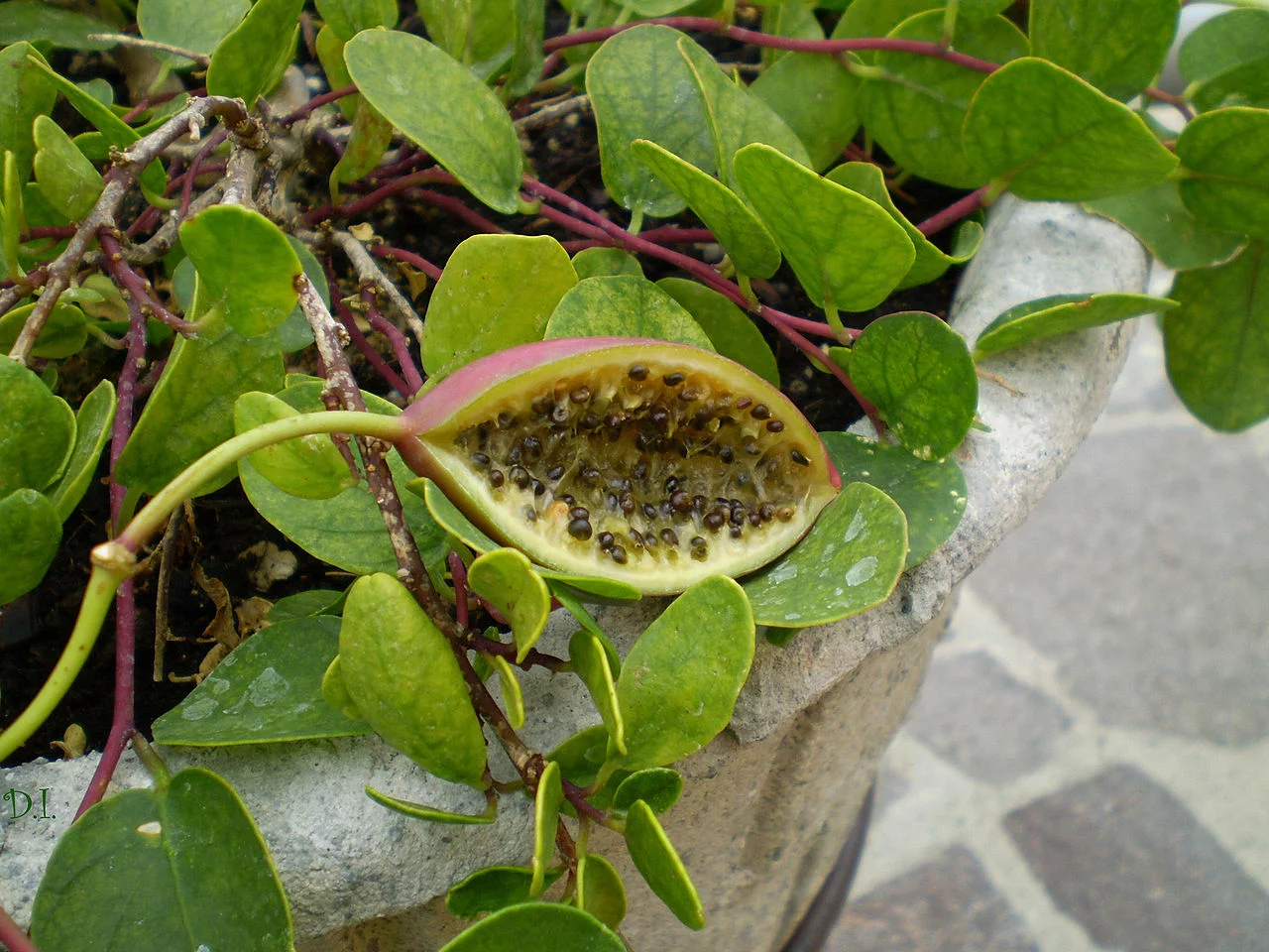 1280px-Capparis_fruit.webp