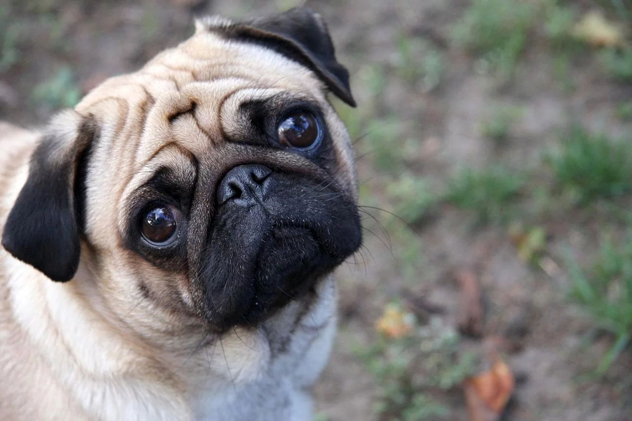 1280px-Sad-pug.webp