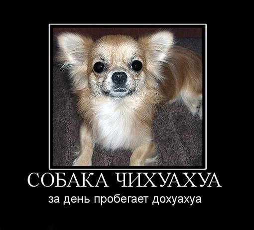 1289464732_sobaka-chihuahua.jpg