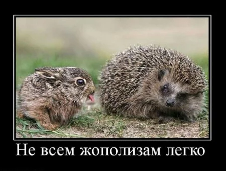 1294779232_demotivh.webp