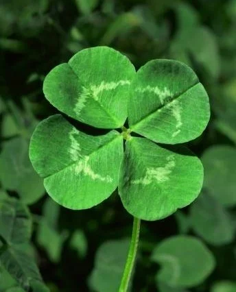 1296910647_4-leaf-clover.webp