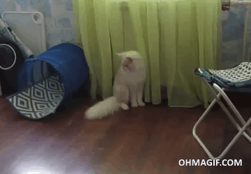 129726411cb8c12edc7ce5e.gif