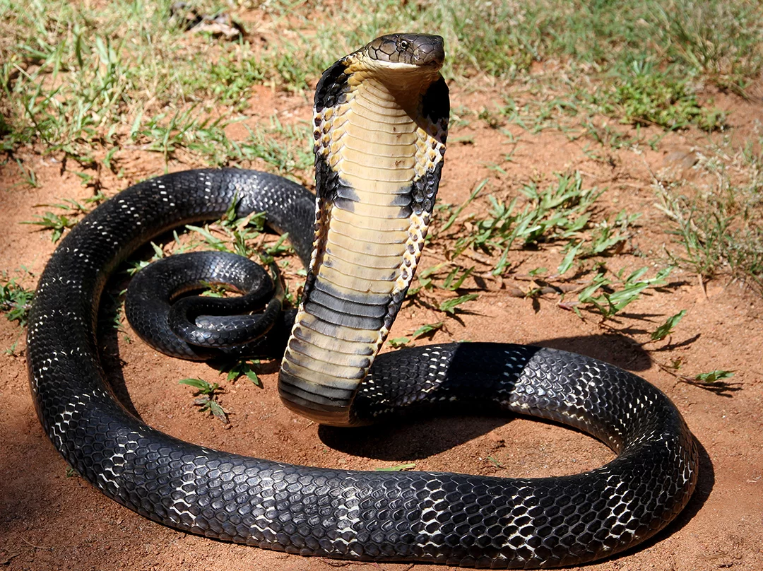 12_-_The_Mystical_King_Cobra_and_Coffee_Forests.webp