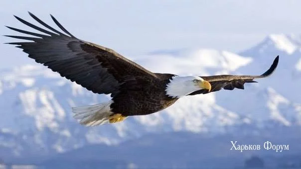 12c8ece72cc351a85c1.webp