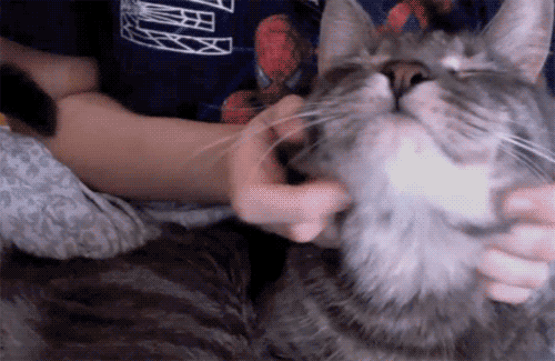 12f62dd33f04feb1016.gif