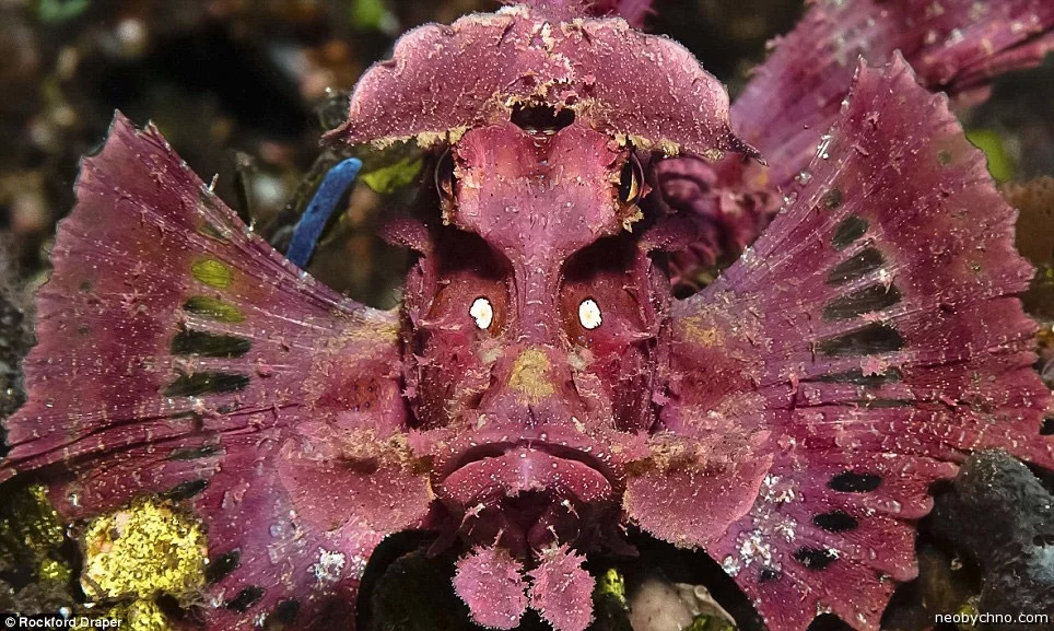 13-scorpion-fish-by-rockford-draper.webp