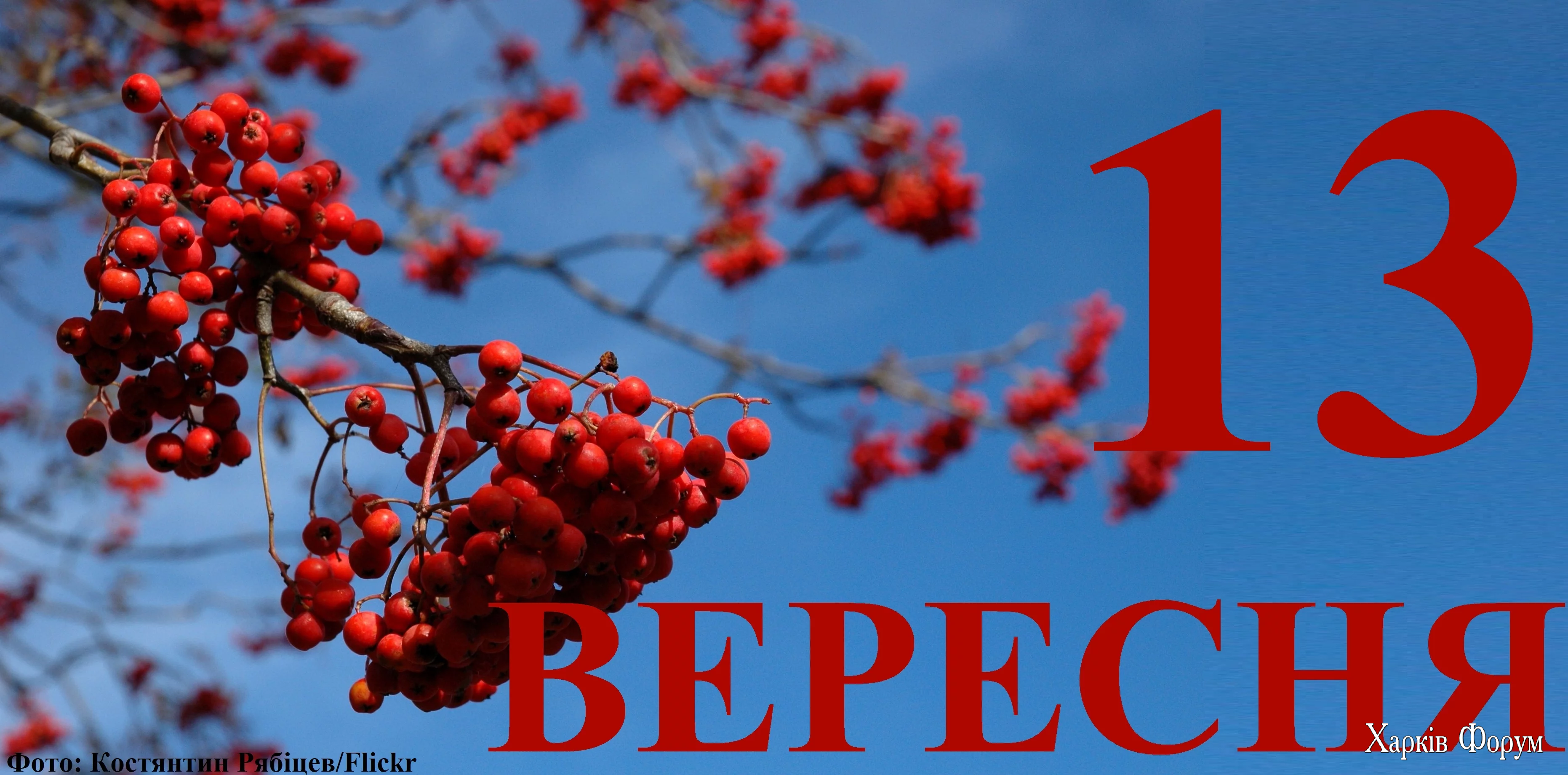 13-VERESNYA.webp