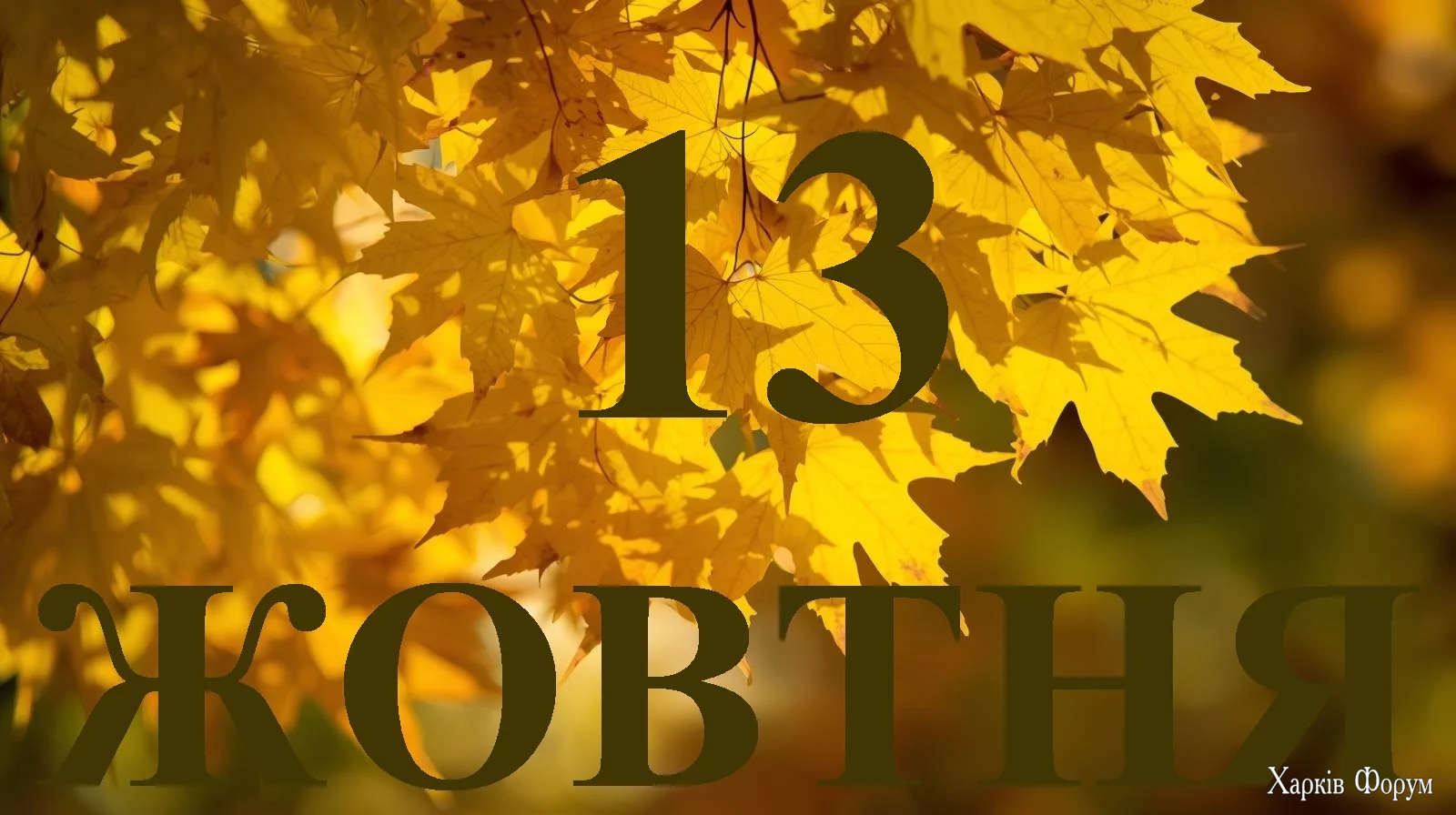13-ZHOVTNYA.webp