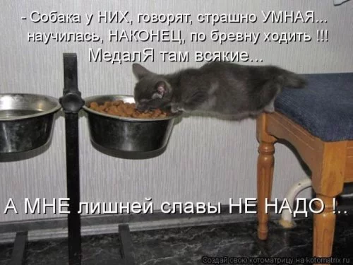 1311924234_kotomatritsa-7.webp