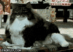 1316172847_1315983608_gifki_06.gif