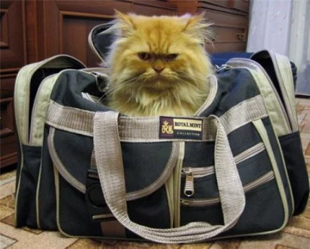 1316712721_ae4aac1bce96f0efcbc51b84462fd5d7_full.webp