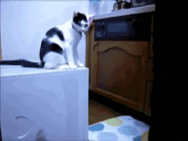 1320166591_1320046245_gifs_061.gif