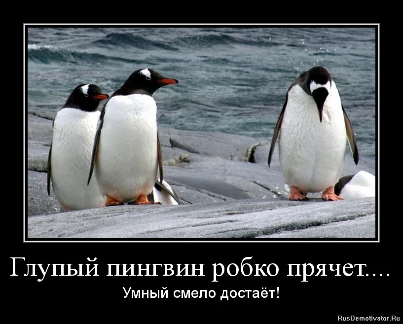 1323671439-glupyj-pingvin-robko-pryachet.....webp