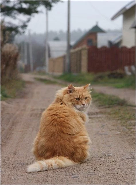 1323796897_cats-121.webp