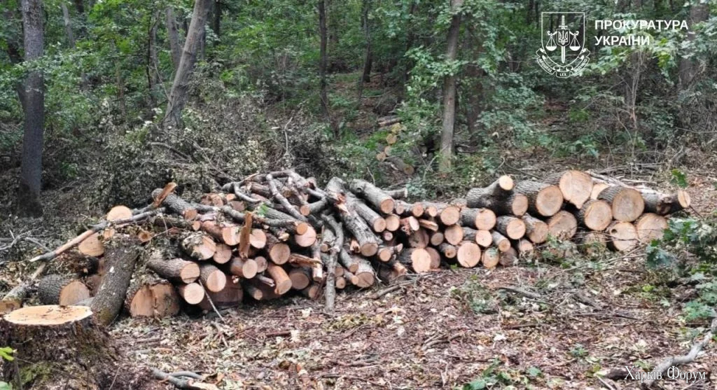 черные лесорубы на Харьковщине