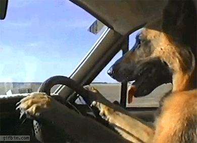 1332441334_dog_driving_car.gif