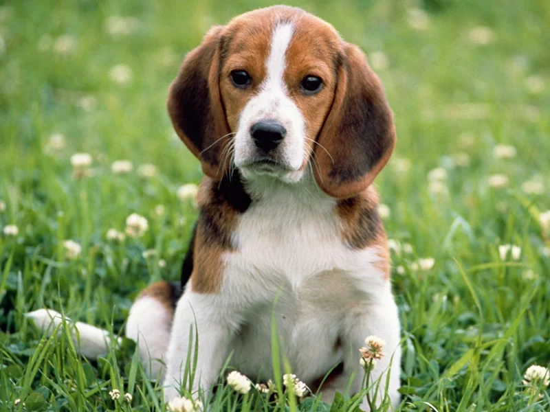 1333457138_beagbig.webp